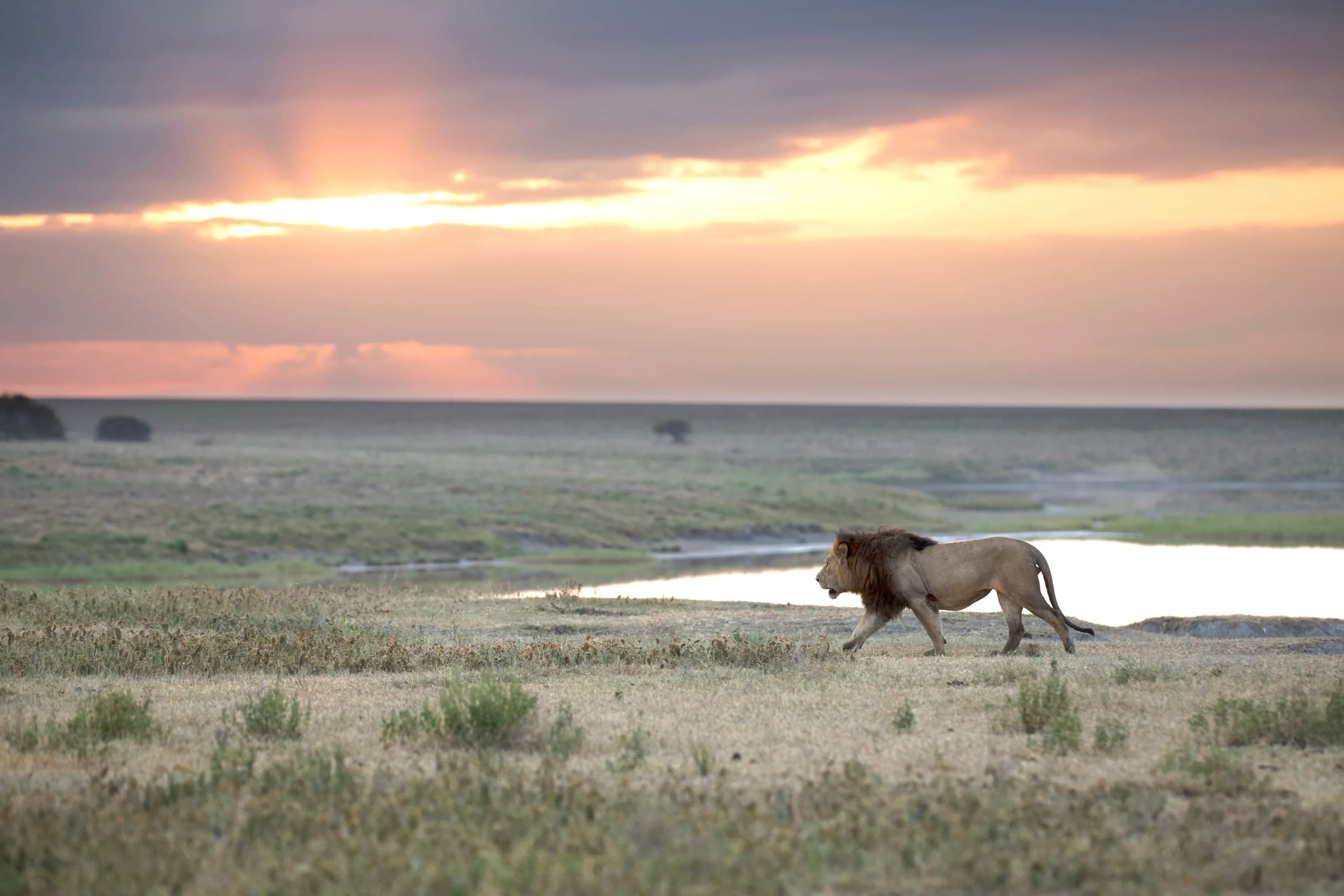 Go2Wild Safari Background